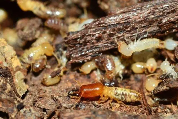 Termite Pest Control​ Service