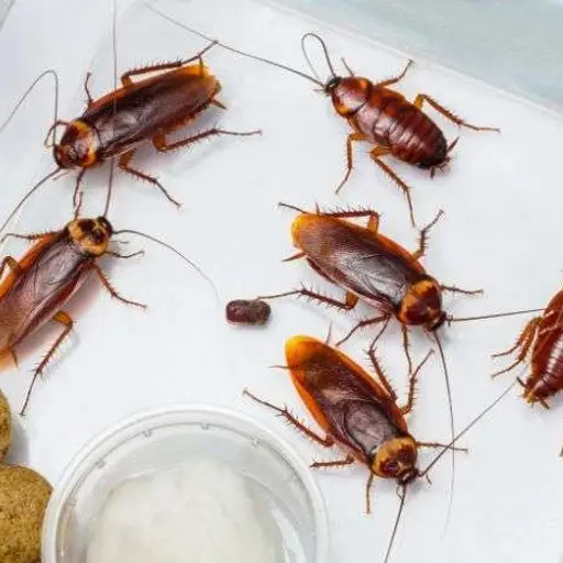 Cockroach Pest Control​ Service