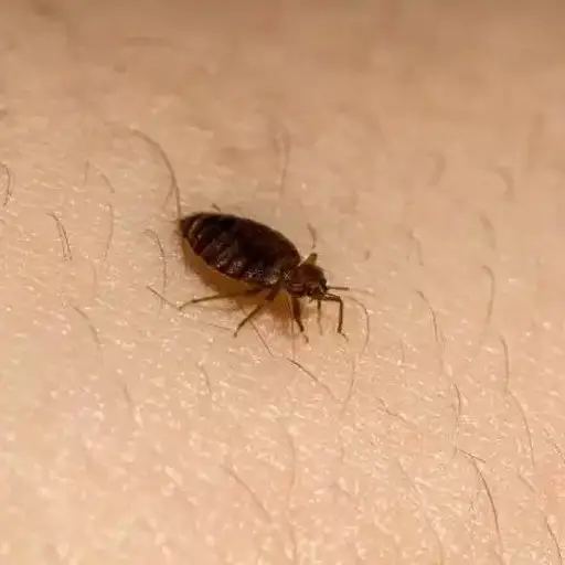 Bedbugs Pest Control​​ Service