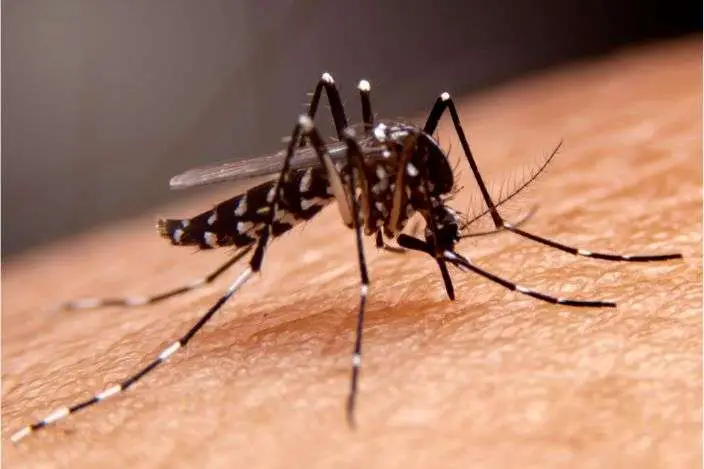 Mosquito Pest Control​​ Service