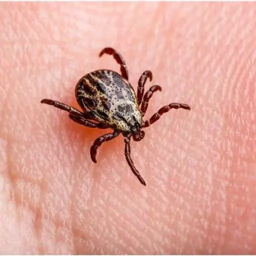 Ticks Pest Control​ Service