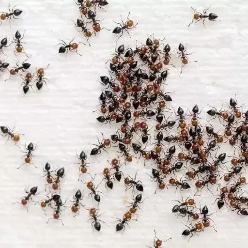 Ants Pest Control​ Service