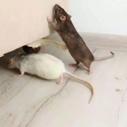 Rodent Pest Control​ Service