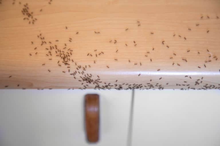 Ants Pest Control Service