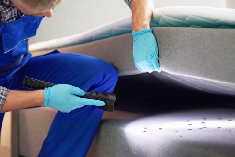 Bed Bugs Pest Control Service