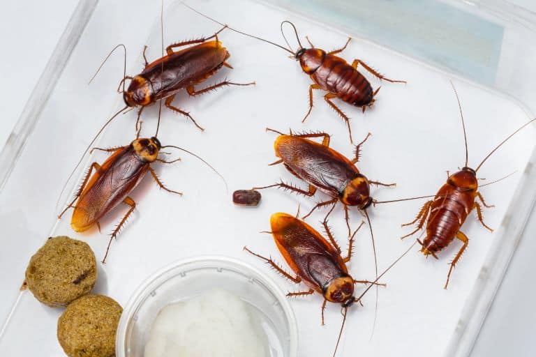 Cockroach Pest Control Service