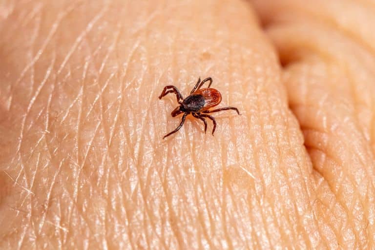 Ticks Pest Control